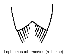 leptacinus_intermedius_sternit.gif