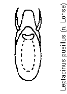 leptacinus_pusillus.gif