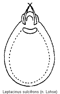 leptacinus_sulcifrons.gif