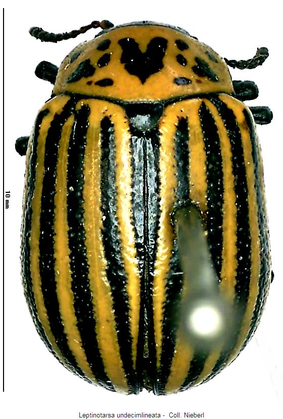 leptinotarsa_undecimlineata_hab.jpg