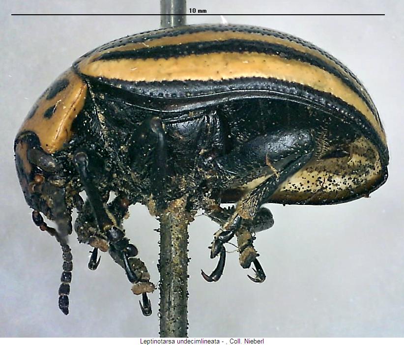 leptinotarsa_undecimlineata_us.jpg