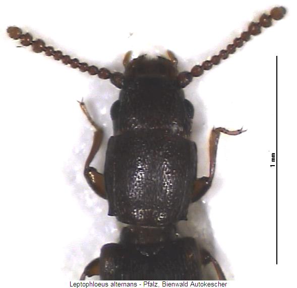 leptophloeus_alternans_vk.jpg