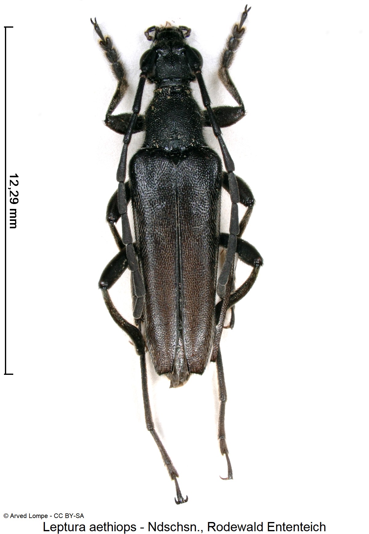 leptura_aethiops_ck11009_hab.jpg