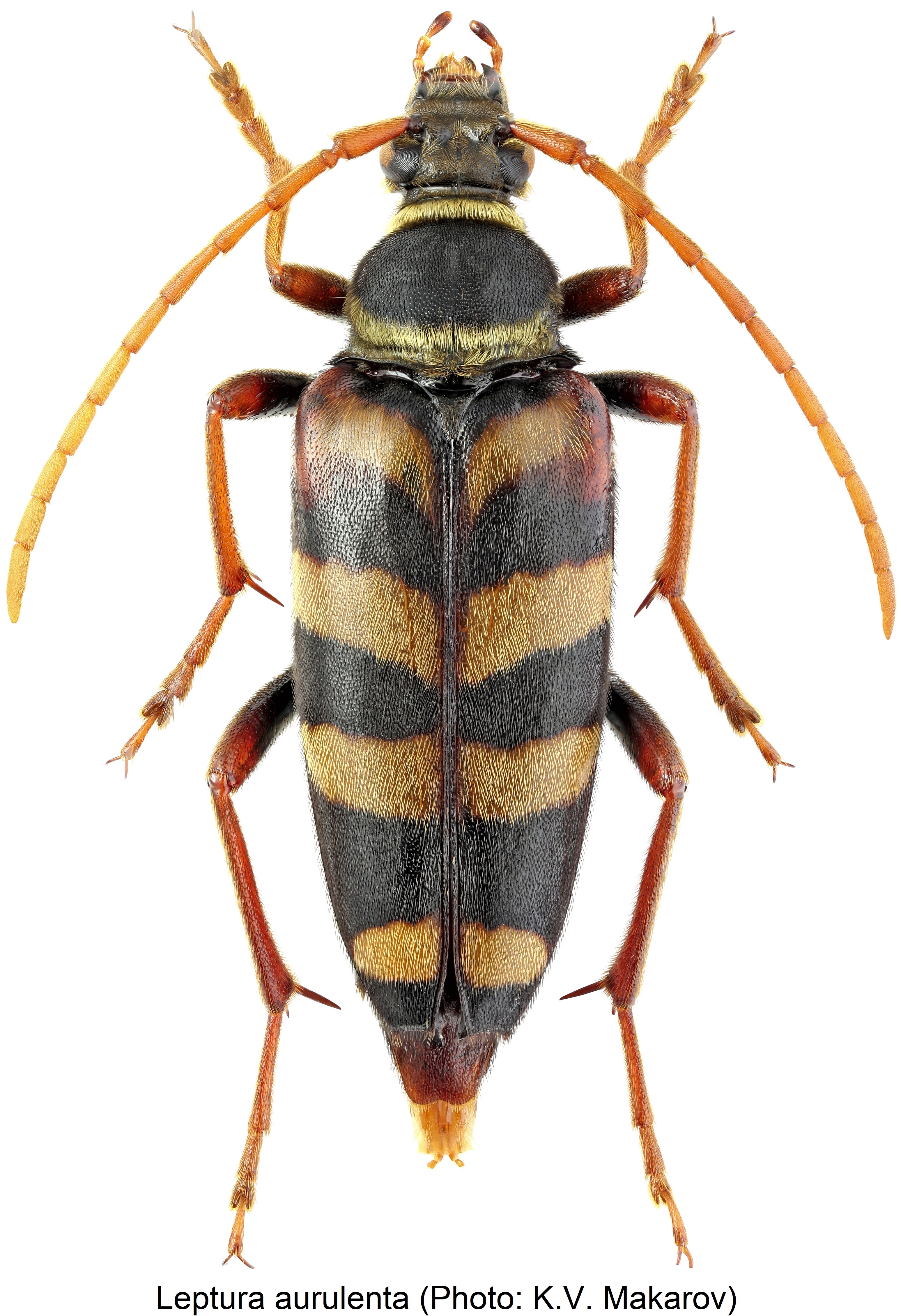 leptura_aurulenta_hab.jpg