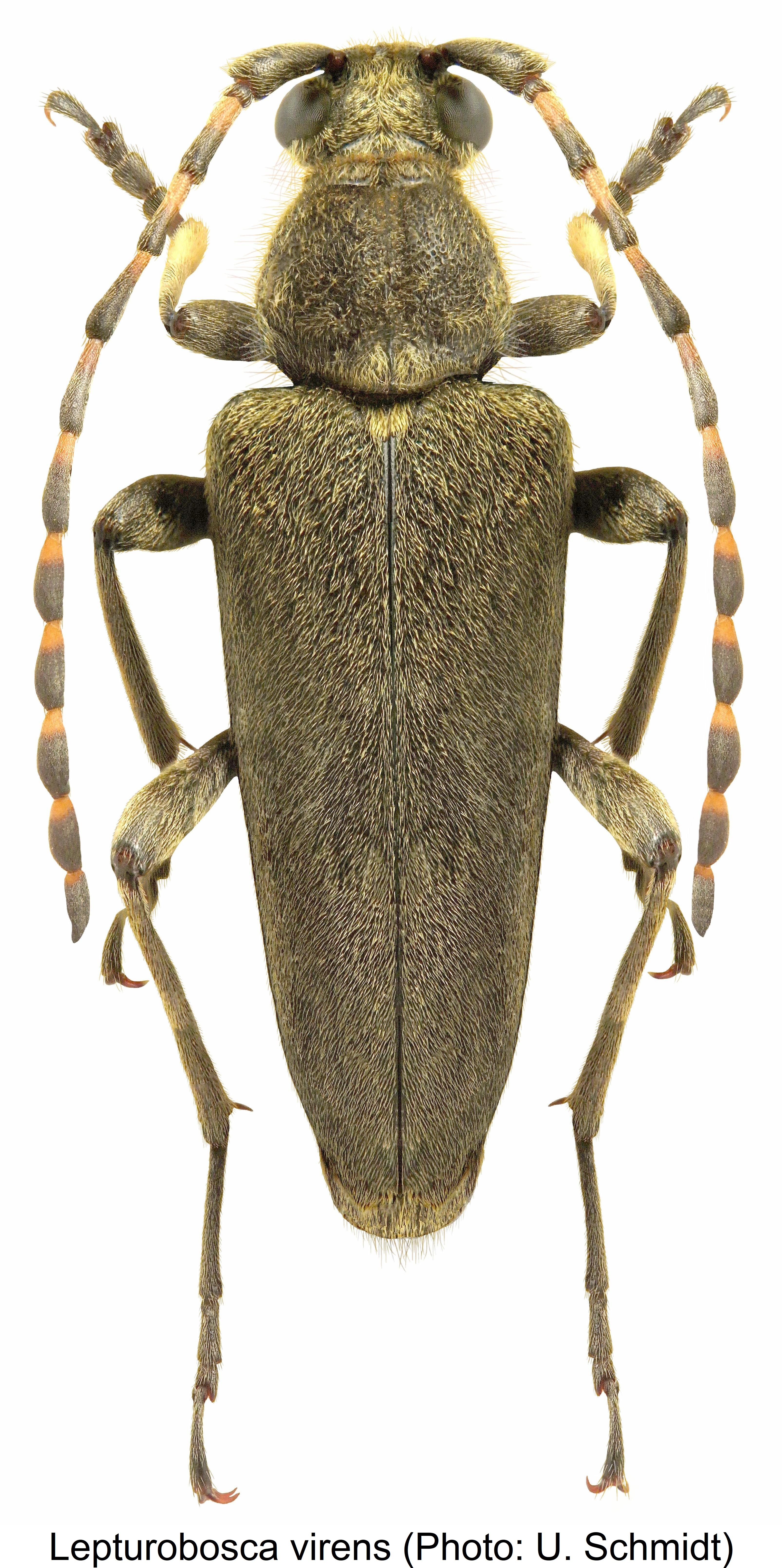 lepturobosca_virens_hab.jpg
