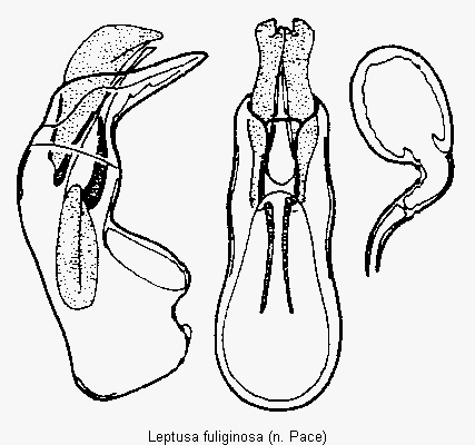 leptusa_fuliginosa.gif
