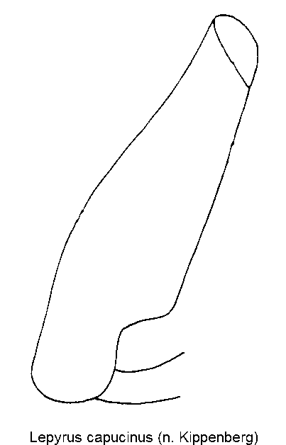 lepyrus_capucinus_vschl.gif