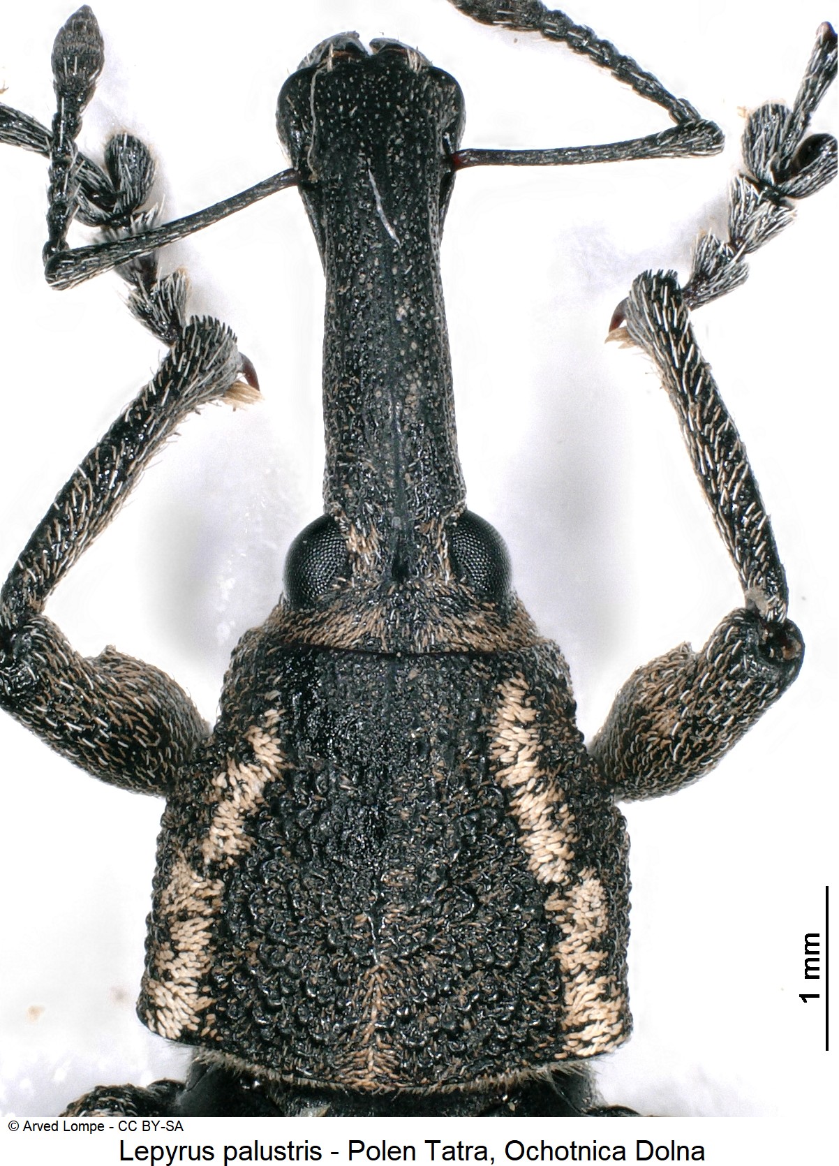 lepyrus_palustris_ck32746841_vk.jpg