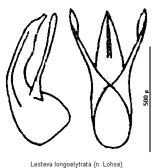 lesteva_longoelytrata.gif