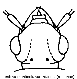 lesteva_nivicola_k.gif
