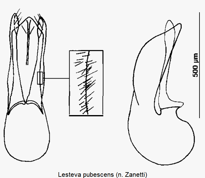lesteva_pubescens-1.gif