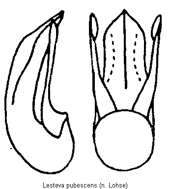 lesteva_pubescens.gif
