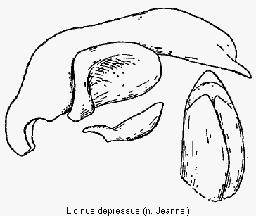 licinus_depressus.gif