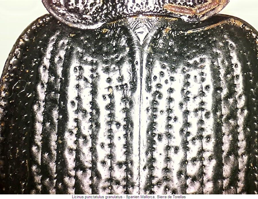 licinus_granulatus_fld.jpg