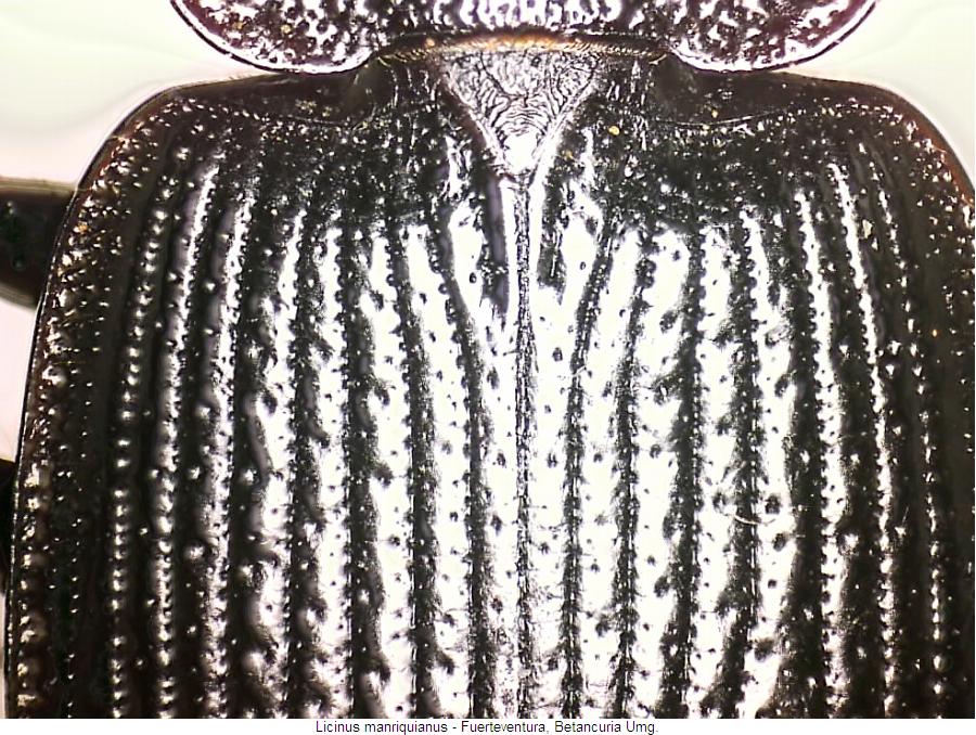 licinus_manriquianus_fld.jpg