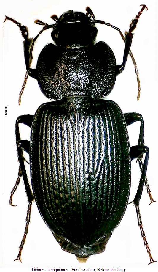 licinus_manriquianus_hab.jpg