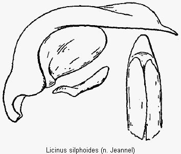 licinus_silphoides.gif
