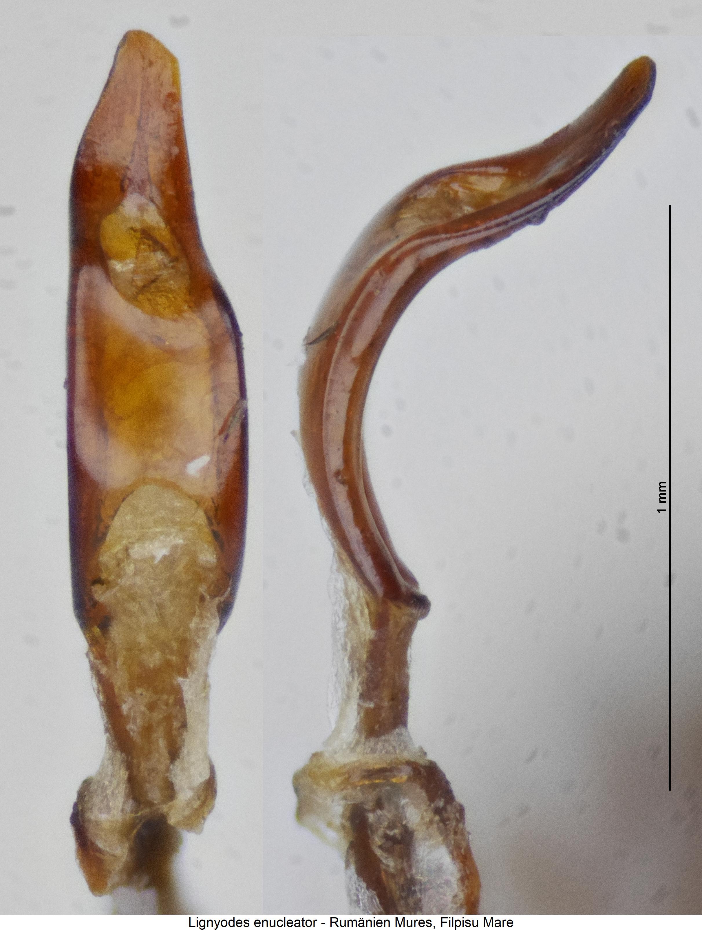 lignyodes_enucleator.jpg