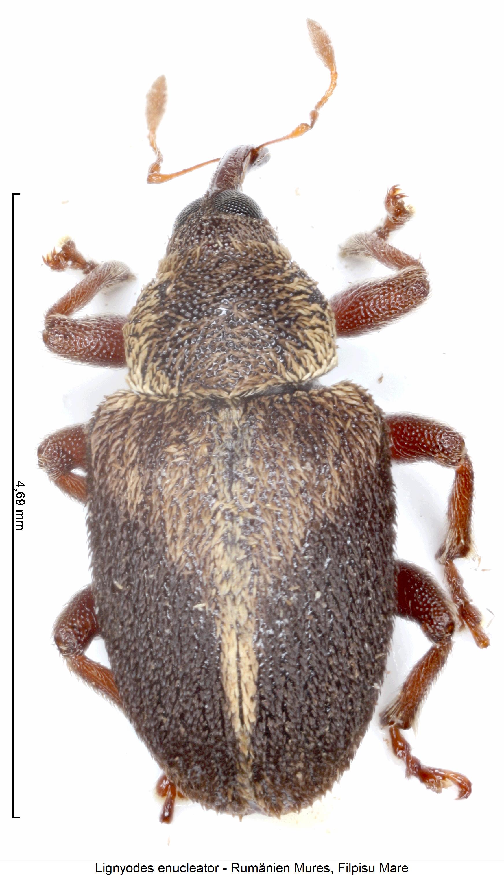 lignyodes_enucleator_hab.jpg