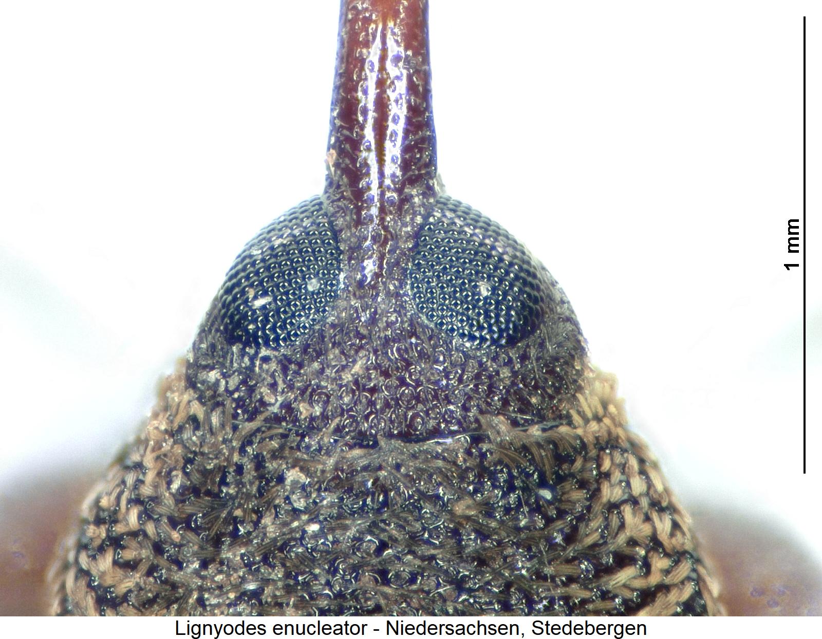 lignyodes_enucleator_k.jpg
