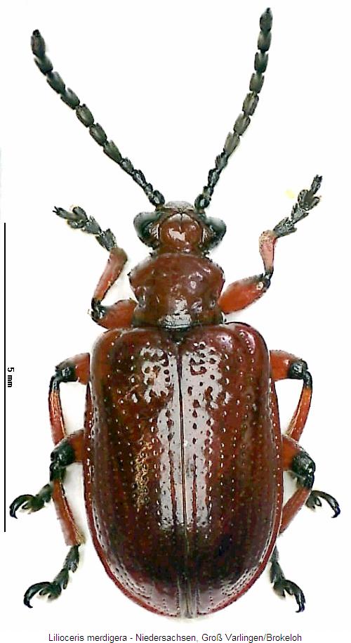 lilioceris_merdigera_hab2.jpg