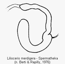 lilioceris_merdigera_sperm.gif