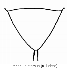 limnebius_atomus_pyg.gif