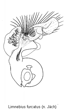 limnebius_furcatus.gif