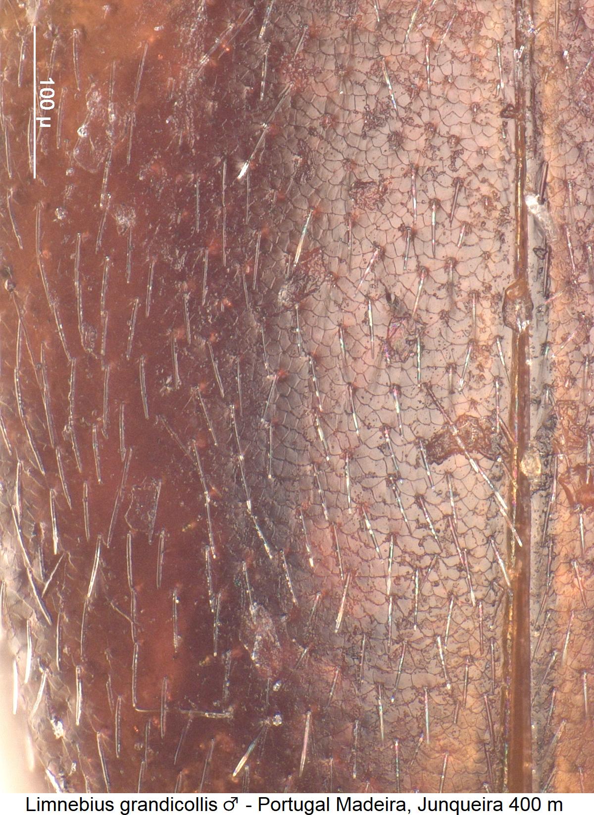 limnebius_grandicollis_m_ms.jpg