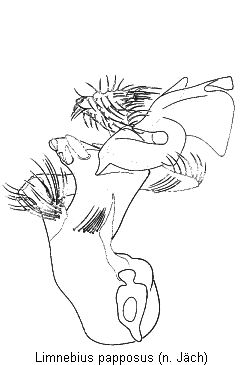 limnebius_papposus.gif