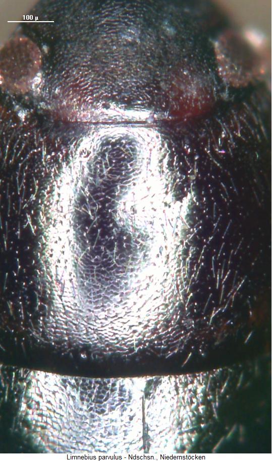 limnebius_parvulus_hsch.jpg