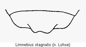 limnebius_stagnalis_as.gif