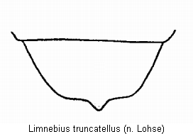 limnebius_truncatellus_as.gif