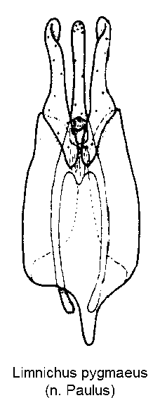 limnichus_pygmaeus.gif