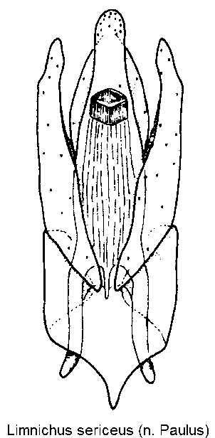limnichus_sericeus.gif