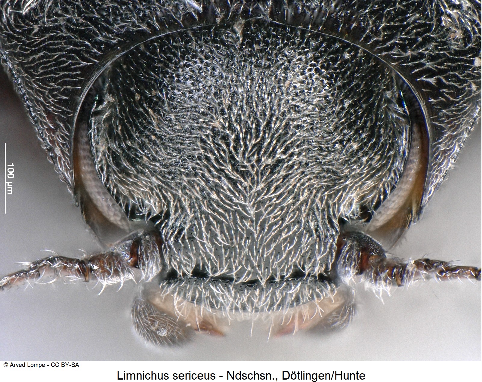 limnichus_sericeus_ck17397_k.jpg