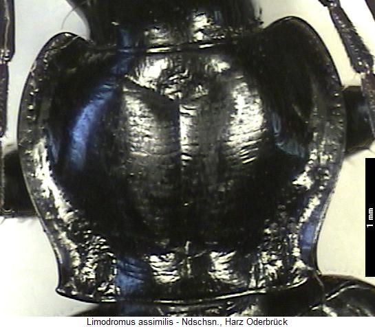 limodromus_assimilis_hsch.jpg