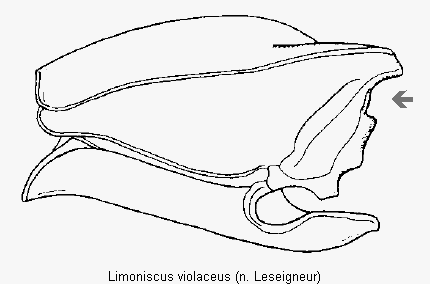 limoniscus_violaceus_hsch.gif