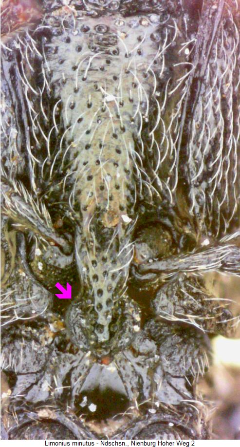 limonius_minutus_vbr.jpg