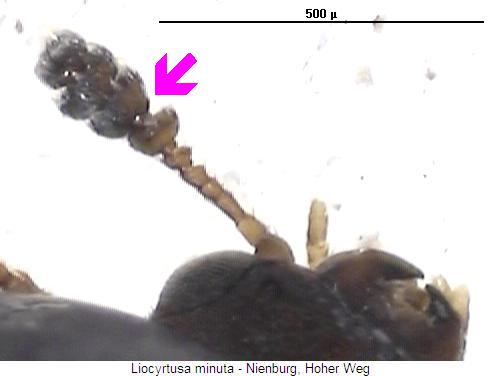 liocyrtusa_minuta_f.jpg