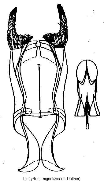 liocyrtusa_nigriclavis.gif