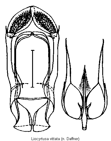 liocyrtusa_vittata.gif