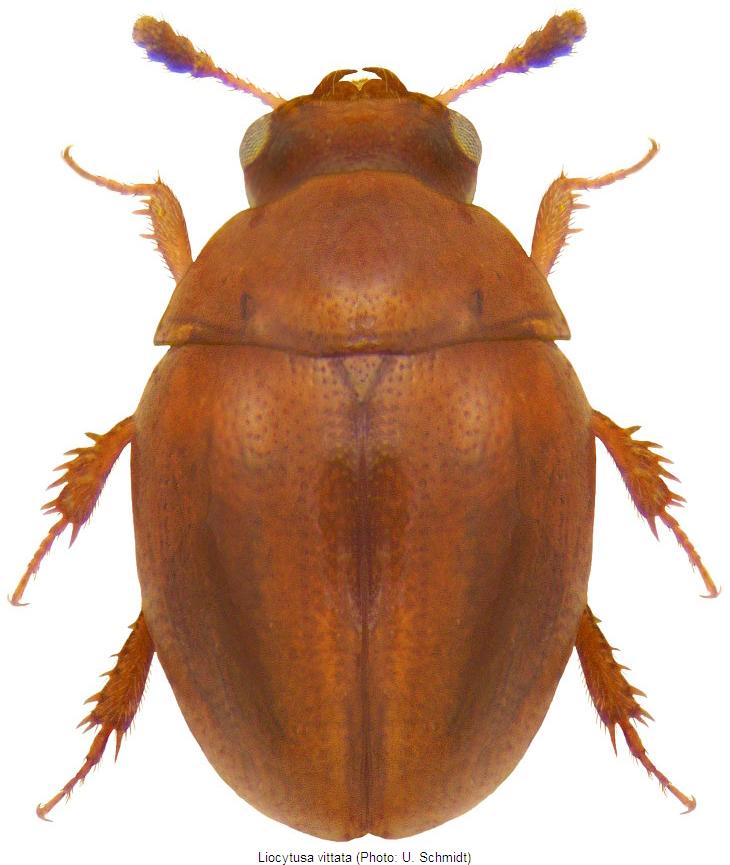 liocytusa_vittata_hab.jpg