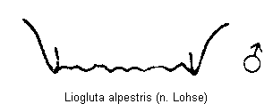 liogluta_alpestris_tergit.gif
