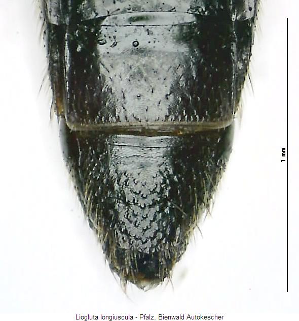 liogluta_longiuscula_hlb.jpg