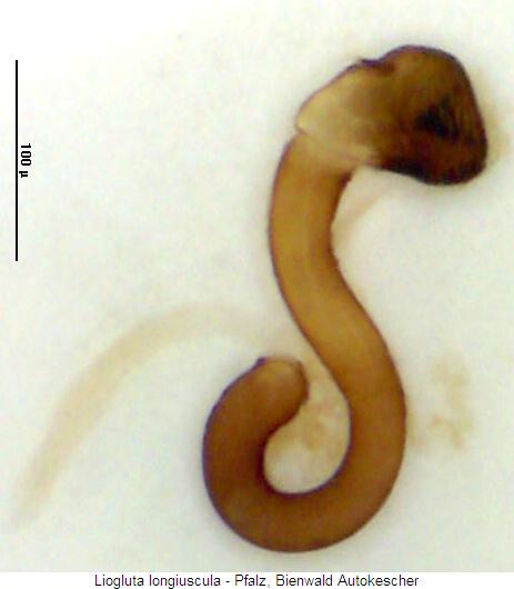 liogluta_longiuscula_sperm.jpg