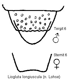 liogluta_longiuscula_tergit.gif