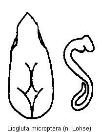 liogluta_microptera.gif