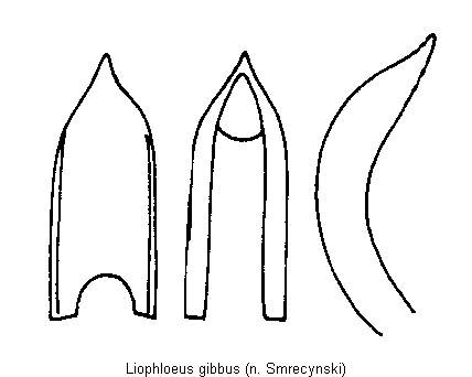 liophloeus_gibbus.gif