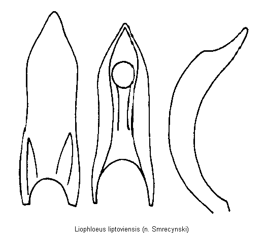 liophloeus_liptoviensis.gif